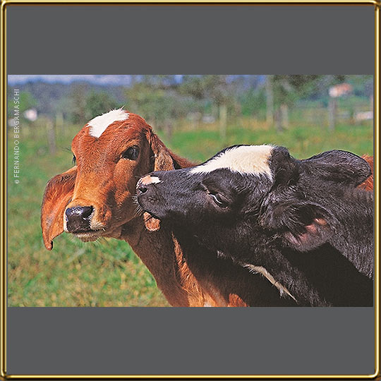 bull-calf couple playing