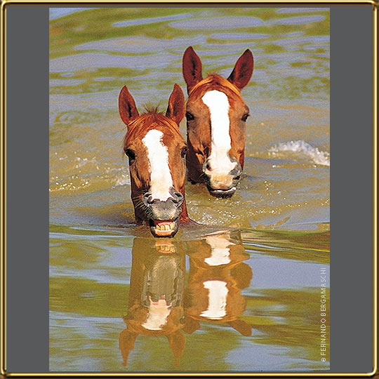 Horses swiming