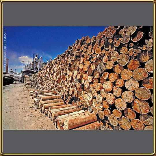 storage timber