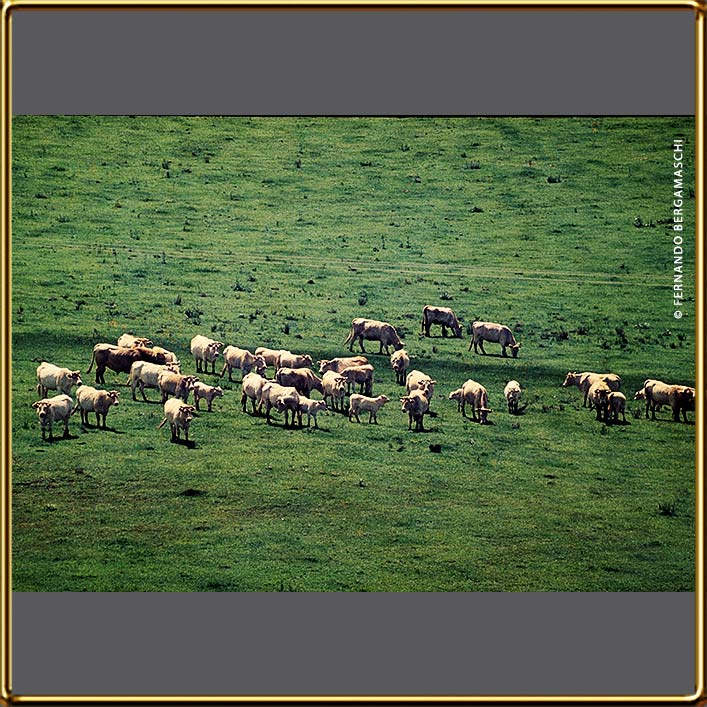cattle_field.html