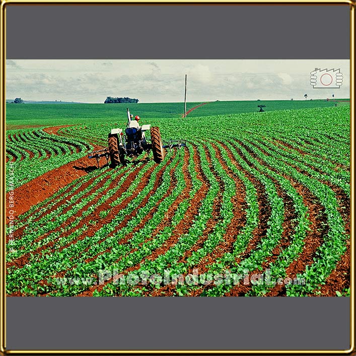 small soya plantation