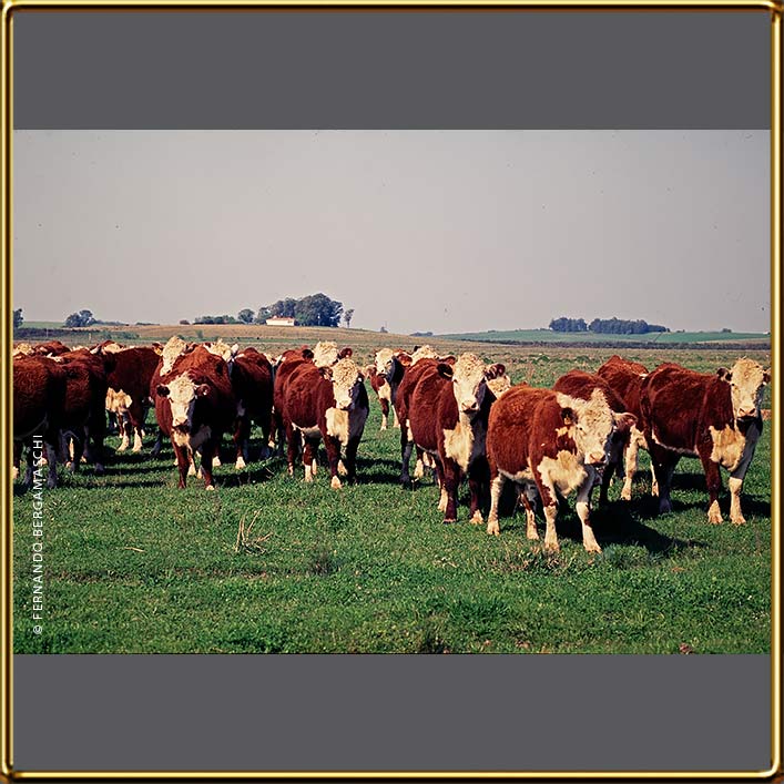 Hereford cattle