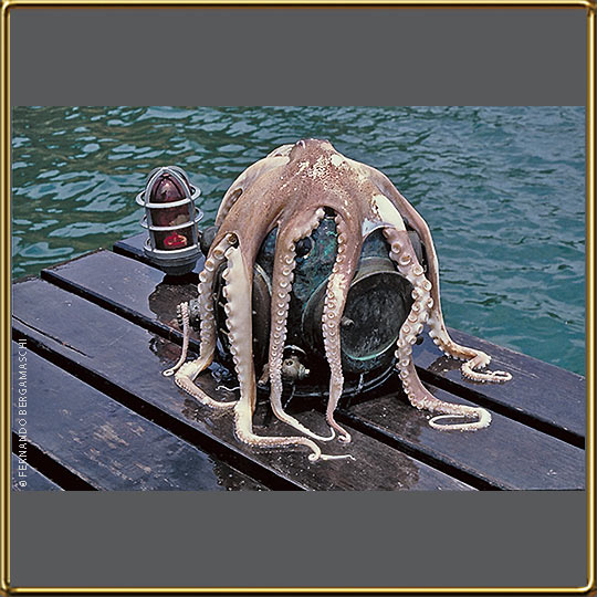 Octopus and dive helmet