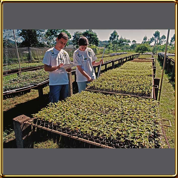 Inspeção de mudas para o replantio de arvores nativas nas margens de rios